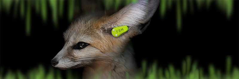 banner_fennec.jpg